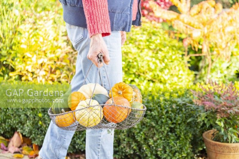 Woman carrying a wire basket full of Squashes
