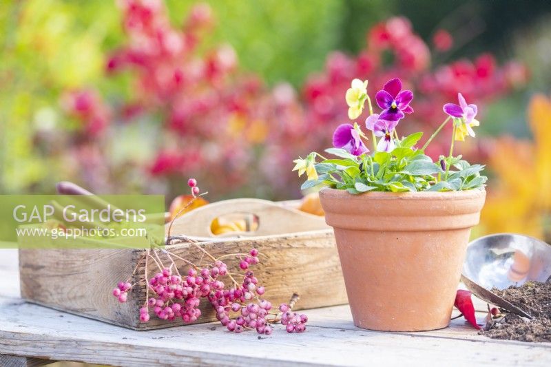 Potted Violas next to a wooden tray