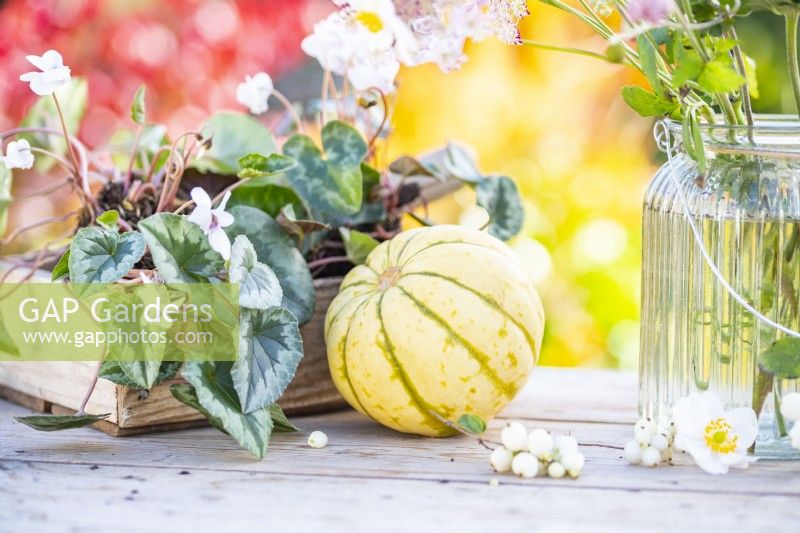 Squash next to a wooden tray of Cyclamens, glass vase and Symphoricarpus - Snowberries
