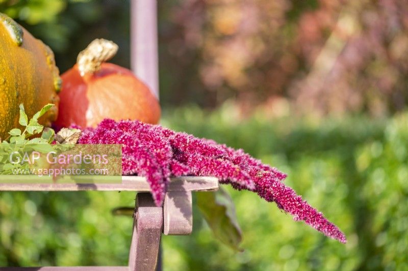 Amaranthus caudatus flowers next to a Squash and a pumpkin on a wooden chair