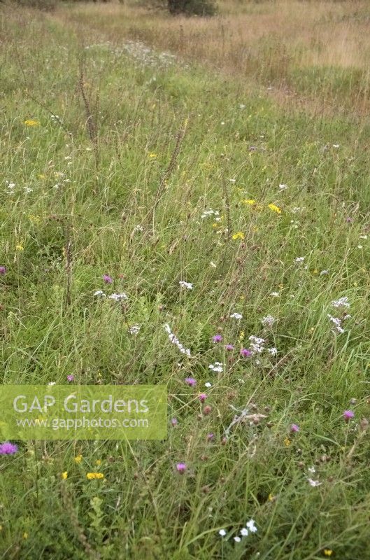 Flora rich chalk downland in southern UK
