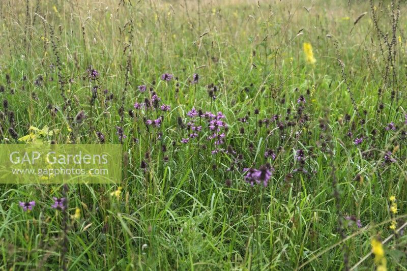 Stachys officinalis - Betony growing wild in lime rich meadow