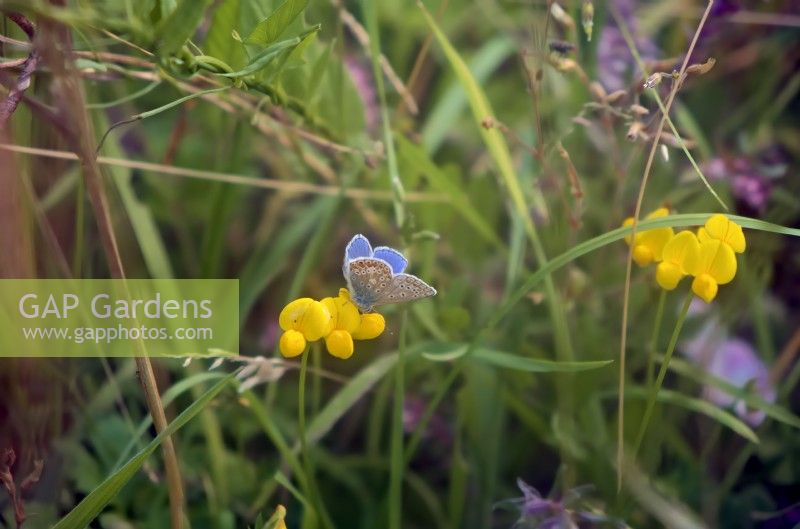 Chalk hill blue butterfly - Polyommatus coridon with the larval food plant Horseshoe Vetch - Hippocrepis comosa