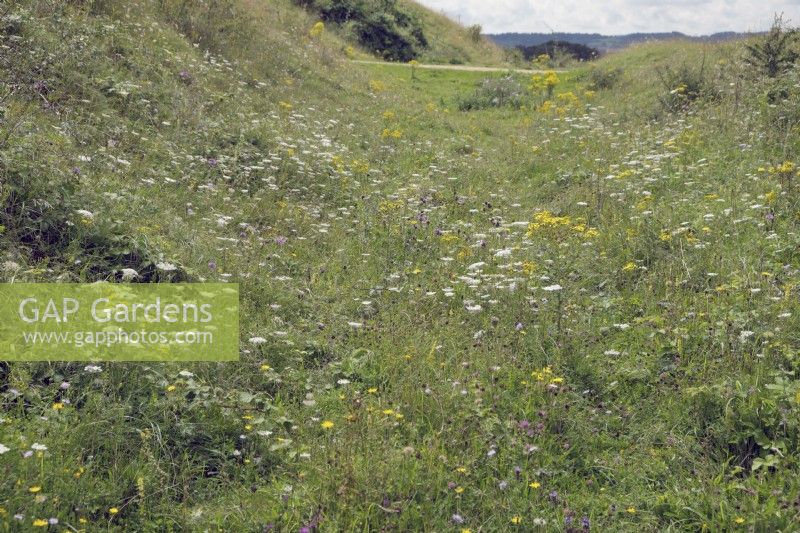 Flora rich ancient chalk downland with Wild carrot Daucus carota - Badbury Rings, Dorset, UK