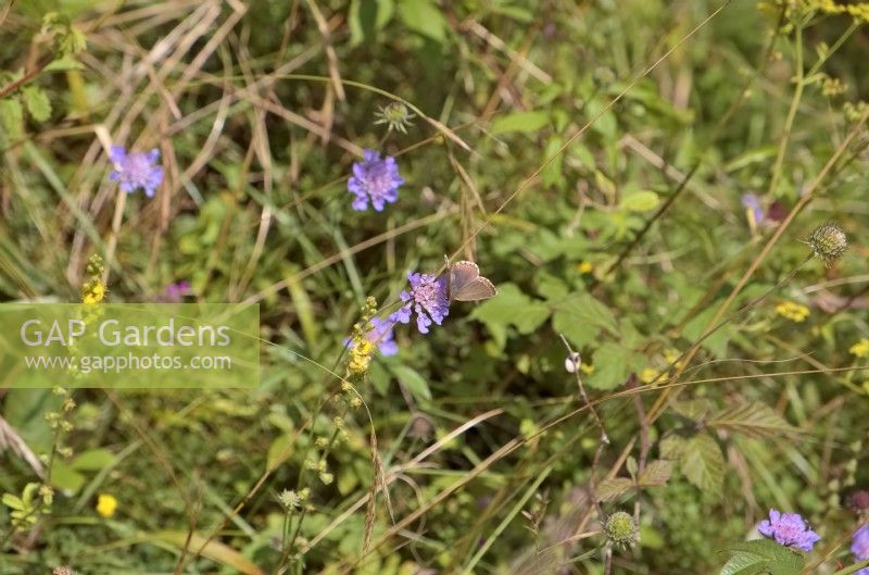 Female Chalk Hill Blue butterfly - Polyommatus coridon on flora rich permanent pasture