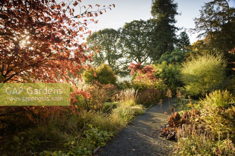 A path through the rock garden with autumn colour, ferns and grasses at Hergest Croft Gardens, Herefordshire in October