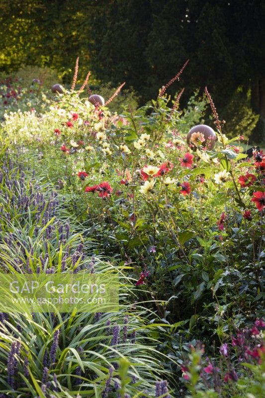 A border of summer bedding including Dahlias and Salvias edged with Liriope muscari in October.