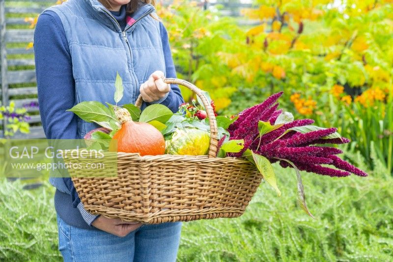 Woman holding a basket containing squashes and Amaranthus flowers