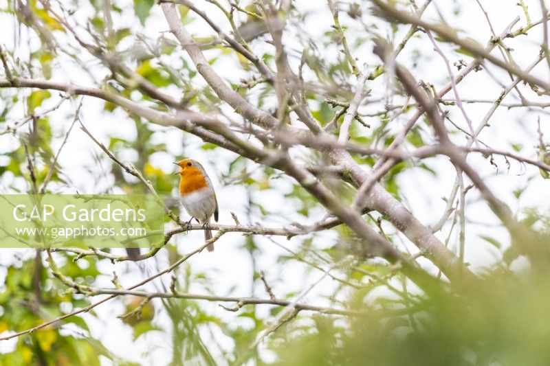 Robin in a tree