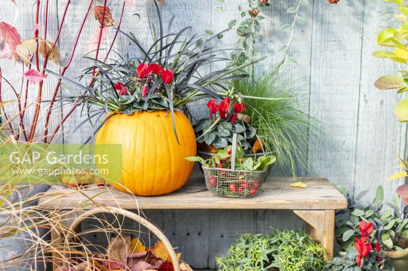 Pumpkin containing Cyclamen and Ophiopogon planiscapus next to small wire frame baskets