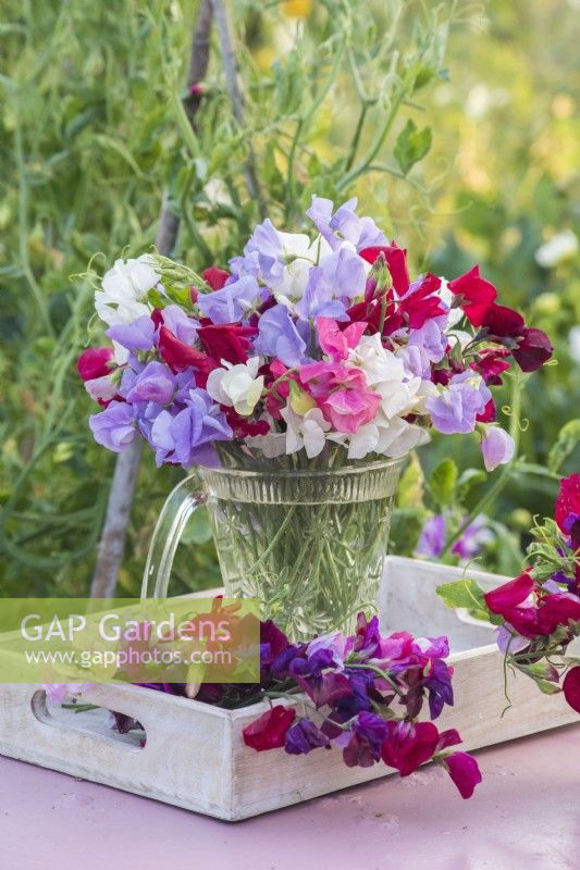 Lathyrus odorata - sweet peas arranged in glass jug on white wooden tray on pink table