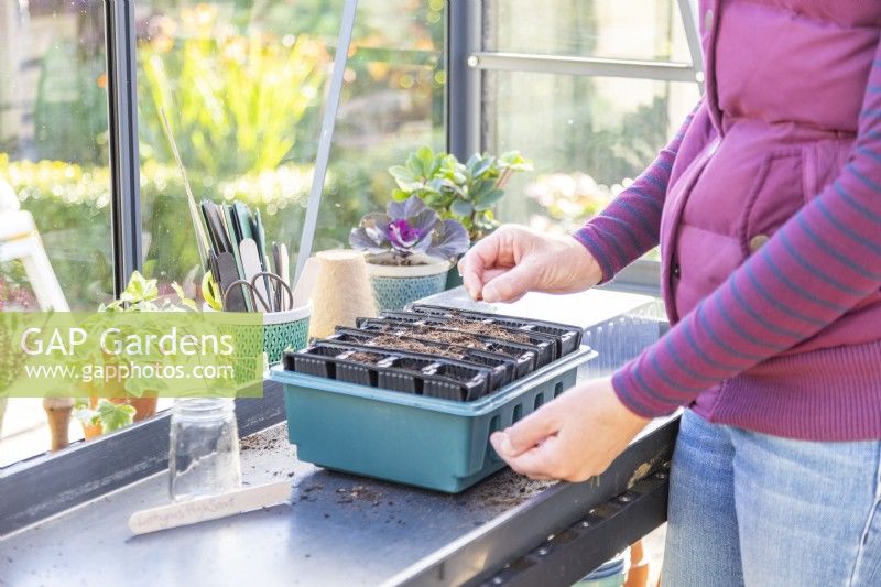 Woman sowing two Lathyrus seeds in each root trainer