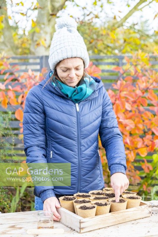 Woman poking a hole to plant the Lathyrus seeds in