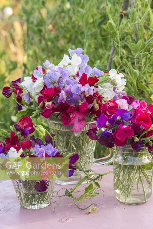 Lathyrus odorata - sweet peas arranged in glass jug and jars on pink table