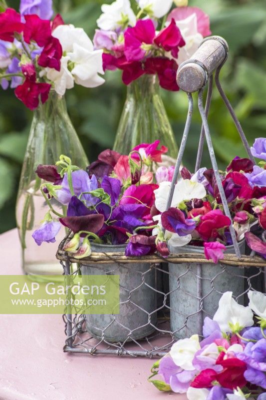 Lathyrus odorata - sweet peas arranged in small metal pots in wire carrier on pink table