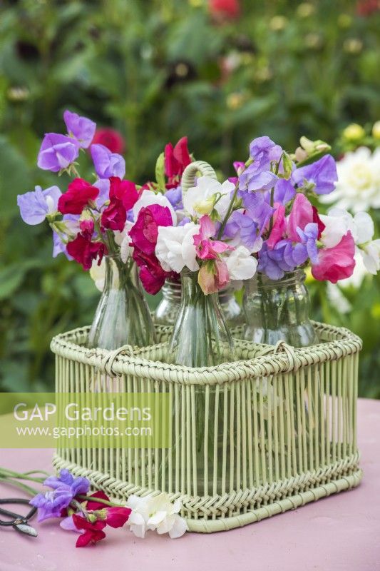 Lathyrus odorata - sweet peas arranged in glass bottles in green cane basket on pink table