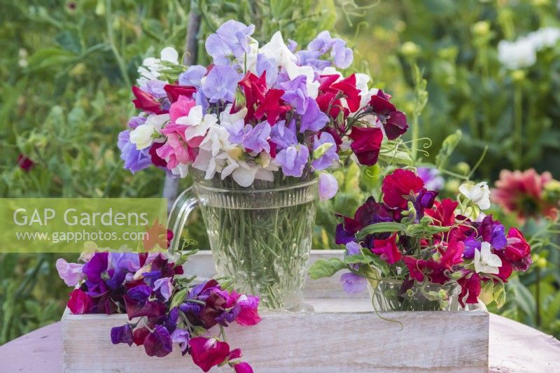 Lathyrus odorata - sweet peas arranged in glass jug and jar on white wooden tray on pink table