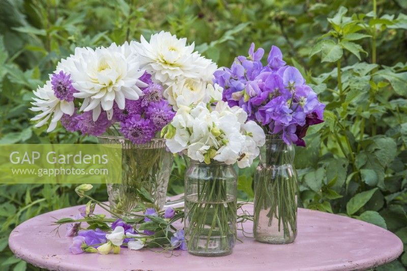 Lilac and white lathyrus odorata - sweet peas displayed in glass jars and jugs with white dahlias and scabious on pink table