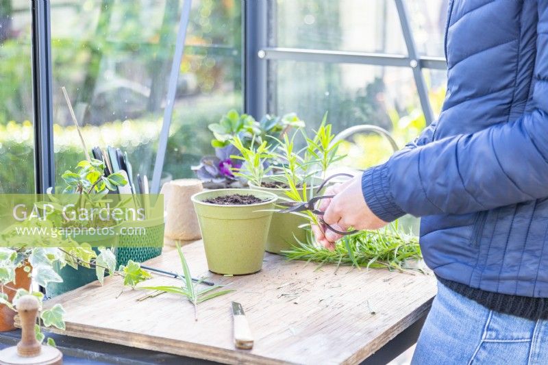 Woman using gardening scissors to trim the ends of the leaves of the Penstemon cuttings