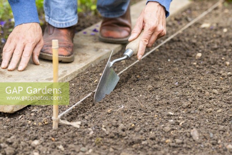 Woman using a trowel to make a shallow trench where the seeds will be planted