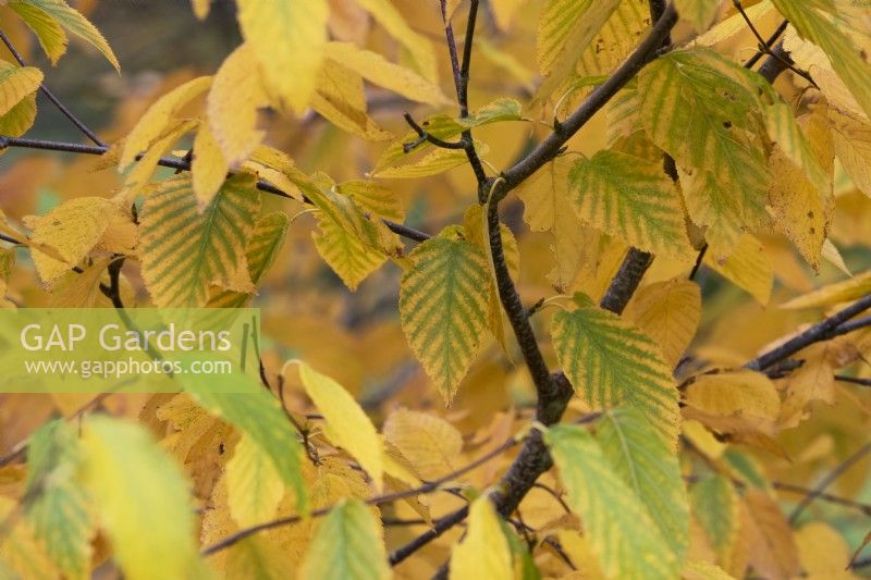 Betula lenta - Sweet Birch tree foliage in autumn