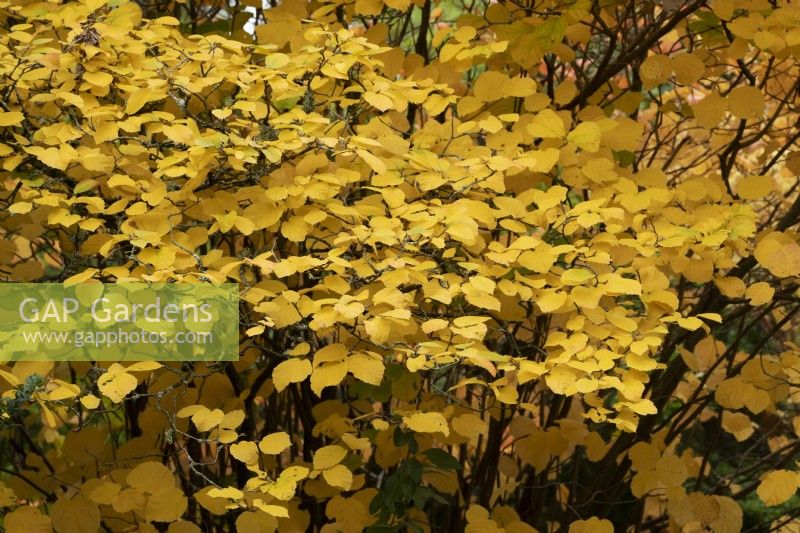 Fothergilla major - Mountain witch alder in autumn