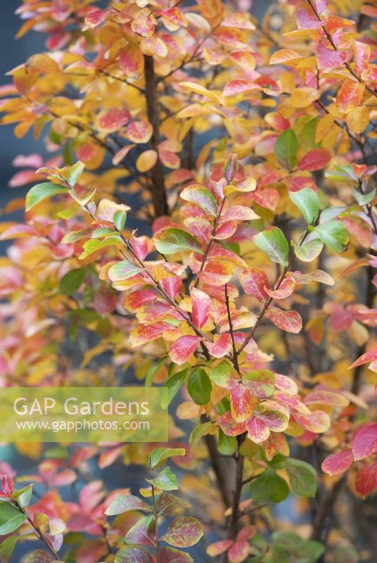 Lagerstroemia Indica - Crape myrtle tree leaves in autumn at RHS Wisley Gardens