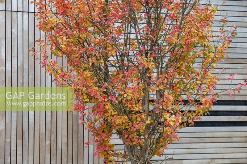 Lagerstroemia Indica - Crape myrtle tree in autumn at RHS Wisley Gardens