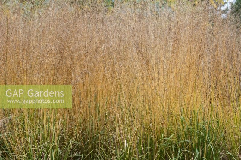 Molinia caerulea sub. arundinacea Karl Foerster - Purple moor-grass in Autumn