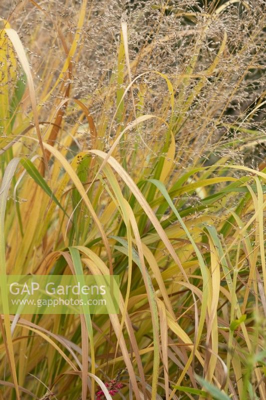 Panicum virgatum - Switchgrass in autumn