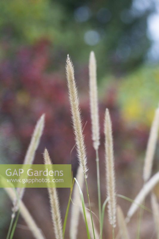 Pennisetum Macrourum - African feather grass in autumn