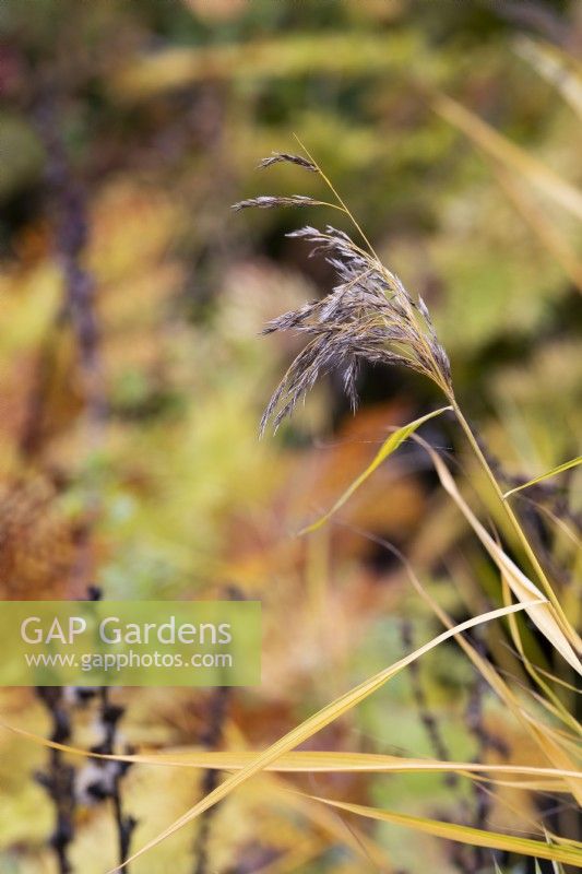 Phragmites australis subsp. australis 'Variegatus' -  Common reed in autumn