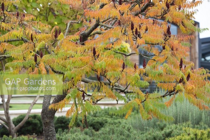 Rhus typhina 'Dissecta' - Cut leaved stag's horn sumach at RHS Wisley in autumn