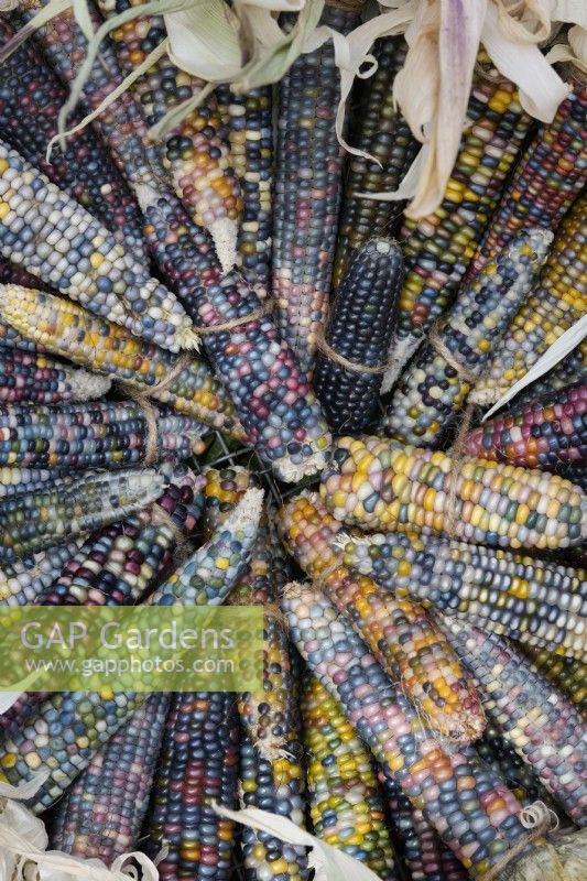 Zea mays - Sweet corn 'Glass Gem' cobs in autumn