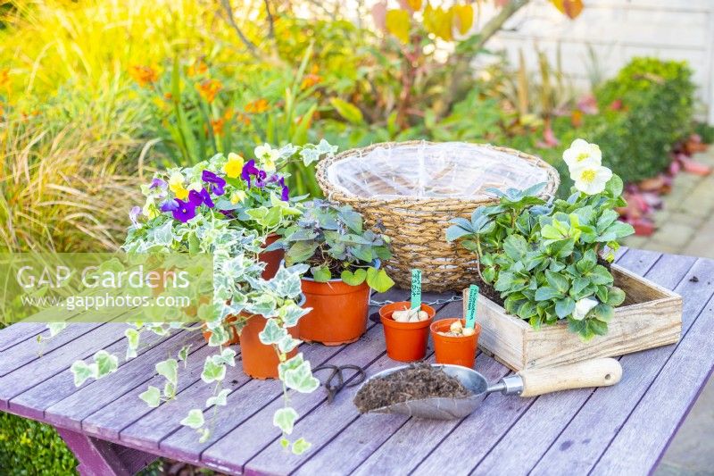 Iris bulbs, Chionodoxa bulbs, Violas, Helleborus niger, compost scoop and a hanging basket laid out on a table