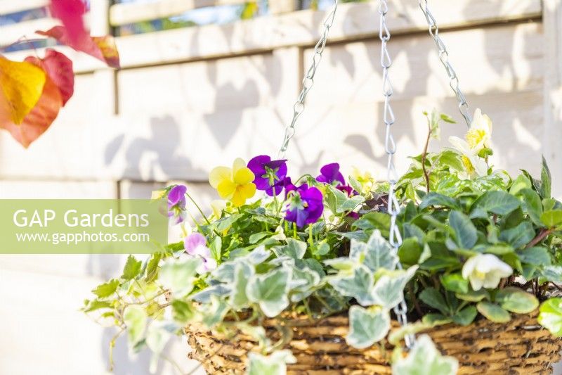 Violas, Hellebore and Ivy in hanging plant basket