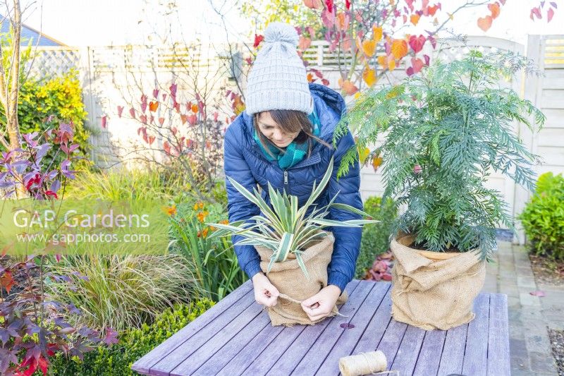 Woman tying hessian fabric around Yucca to protect it over the winter