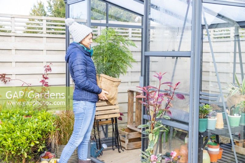 Woman storing wrapped up Grevillea in greenhouse