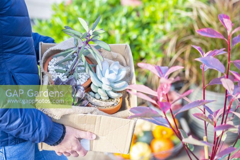 Woman storing wrapped up Succulents