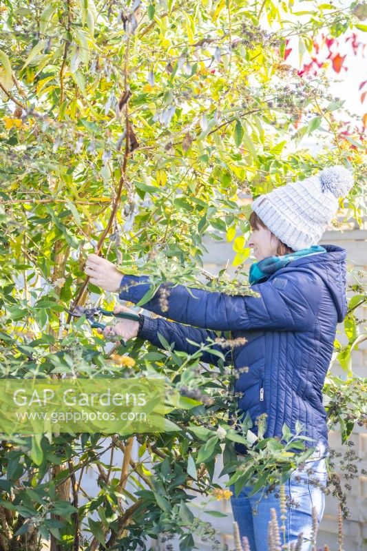 Woman pruning a Buddleia