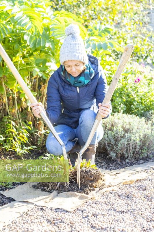 Woman using a pair of digging forks to separate perennials