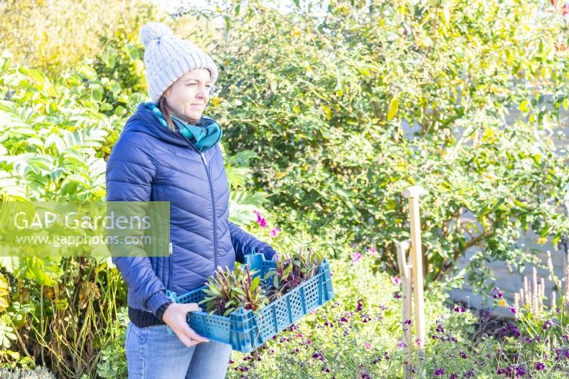 Woman carrying a tray of separated perennials
