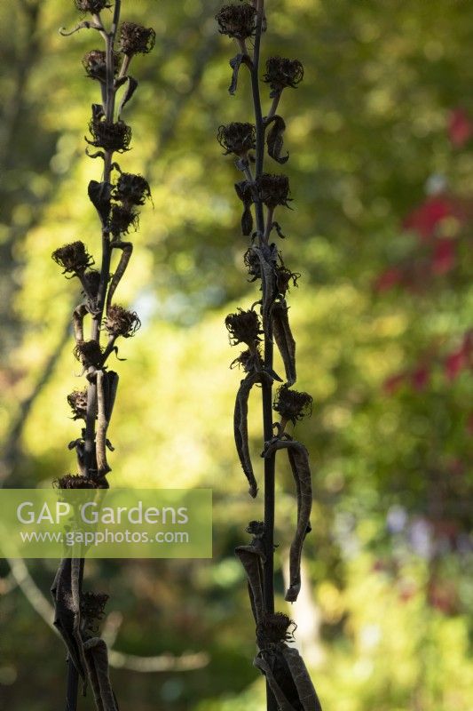 Inula racemosa 'Sonnenspeer' seedheads in autumn