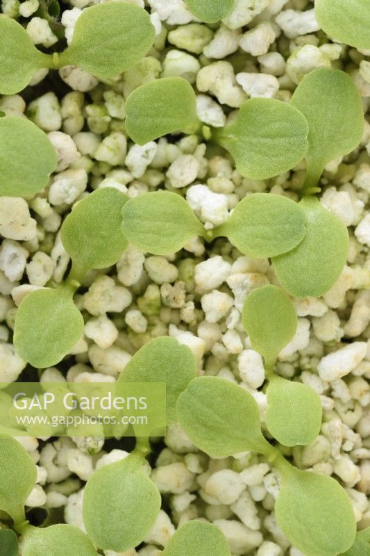 Lactuca sativa  'Little Gem'  Cos lettuce  Seedlings emerging through perlite  August
