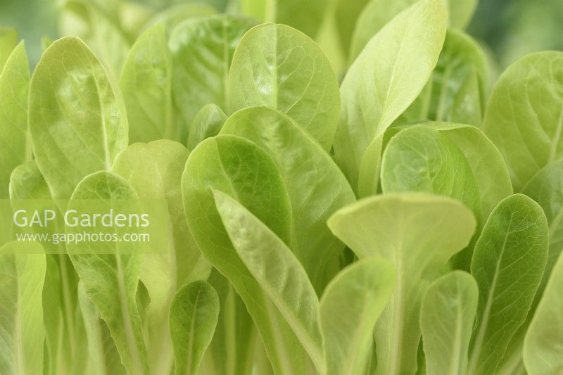 Lactuca sativa  'Little Gem'  Cos lettuce  Grown for young salad leaves  September
