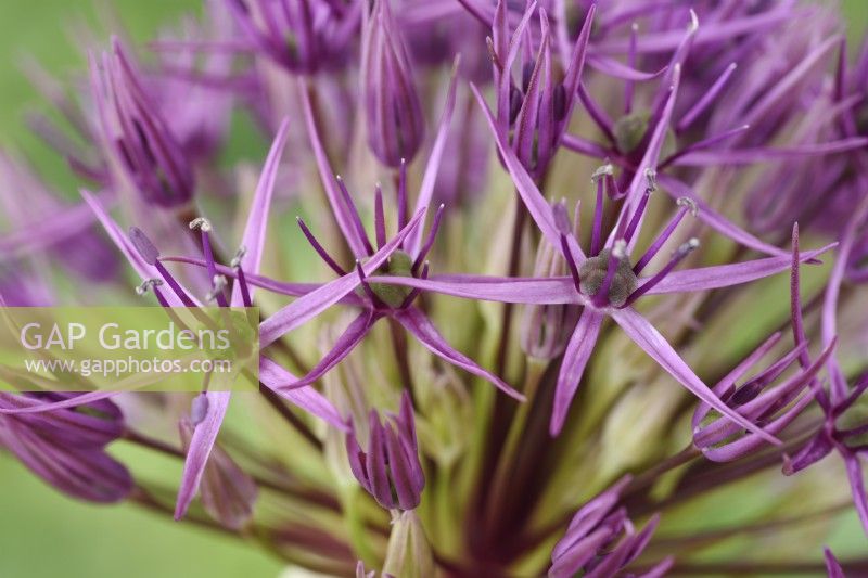 Allium  'Purple Rain'  Ornamental onion  May

