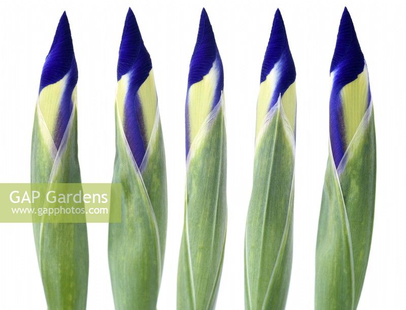 Iris  'Discovery'  Dutch Iris  Flower bud  Composite picture of bud from different angles June
