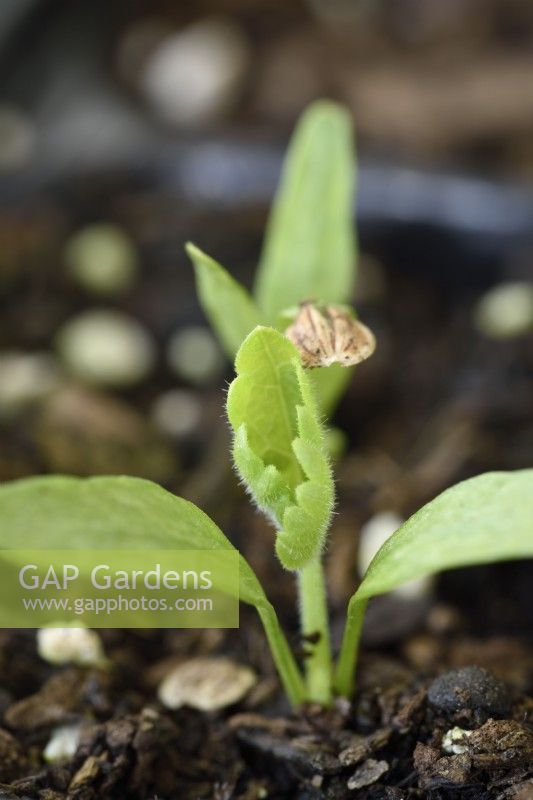 Pastinaca sativa  'Sabre'  Parsnip  Seedlings started in plug tray  June