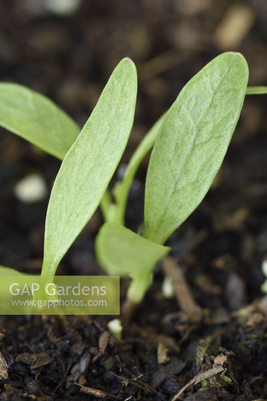 Pastinaca sativa  'Sabre'  Parsnip  Seedlings started in plug tray  June