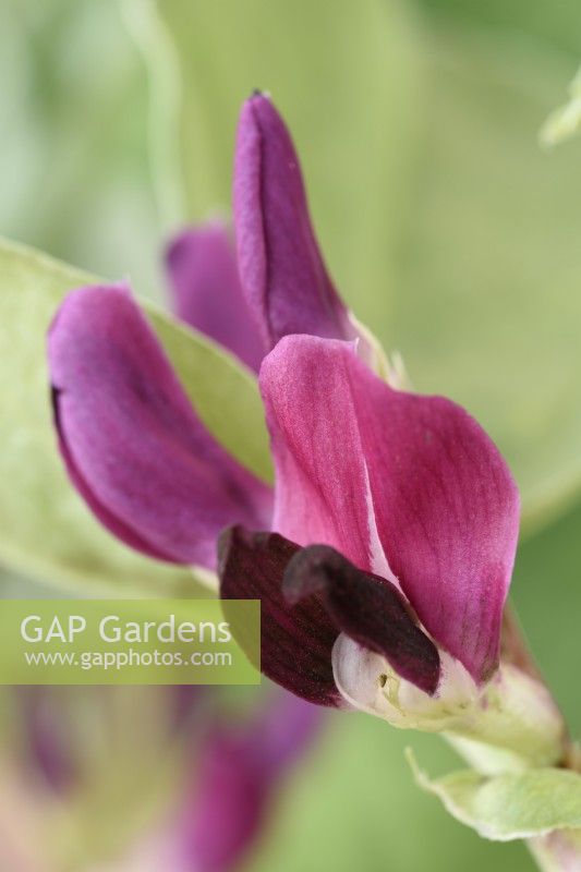 Vicia faba  'Crimson Flowered'  Broad bean flowers  June
